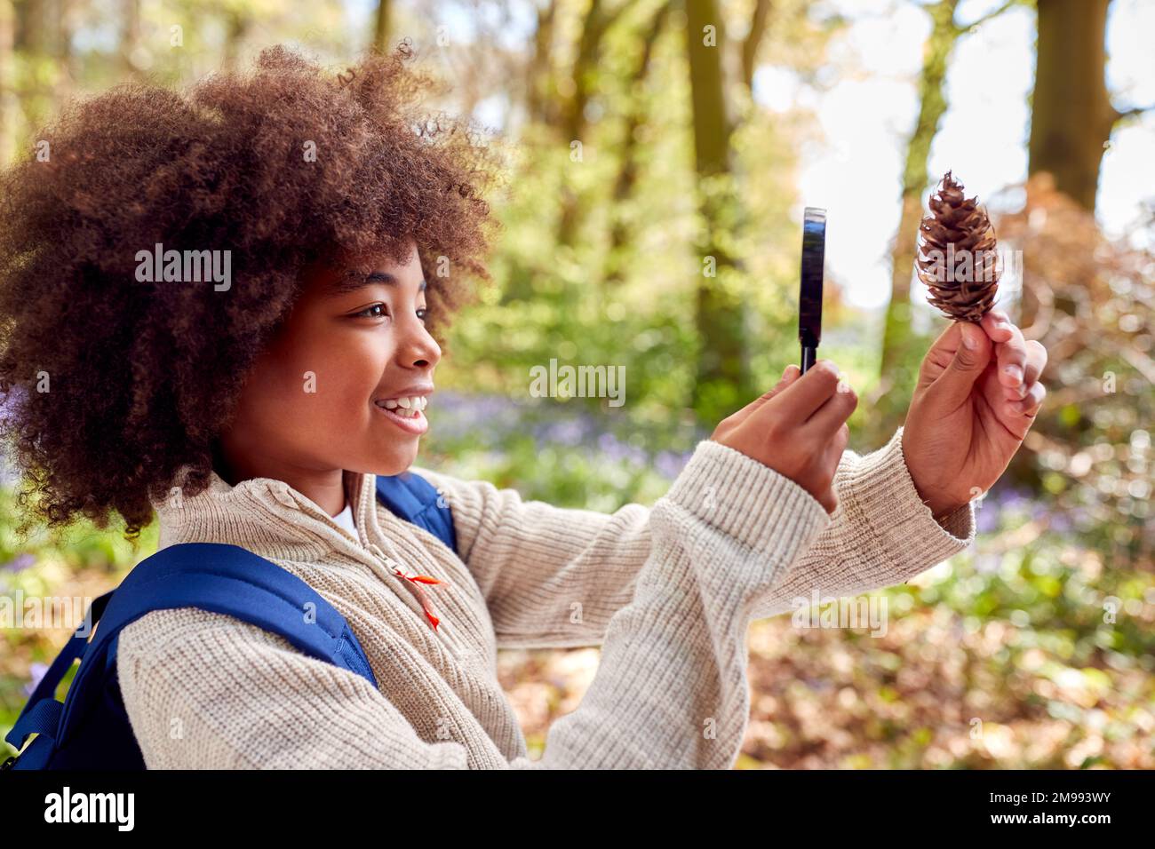 Ein Junge In Den Frühlingswäldern, Der Kiefernkonus Mit Vergrößerungsglas Untersucht Stockfoto