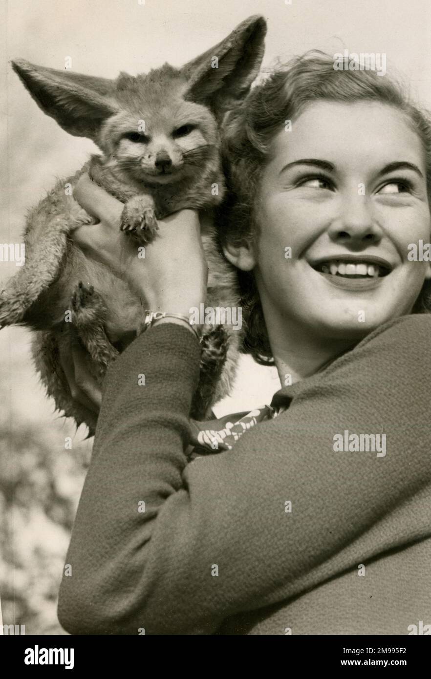 Dinah Sheridan, 16-jähriger Filmschauspieler, mit einem Fennexfuchs, November 1936. Stockfoto