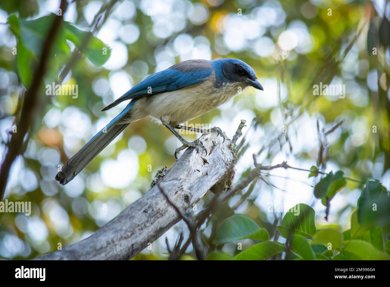 Blauer Vogel (Aphelocoma californica), der auf einem Ast sitzt, mit Kopierraum Stockfoto