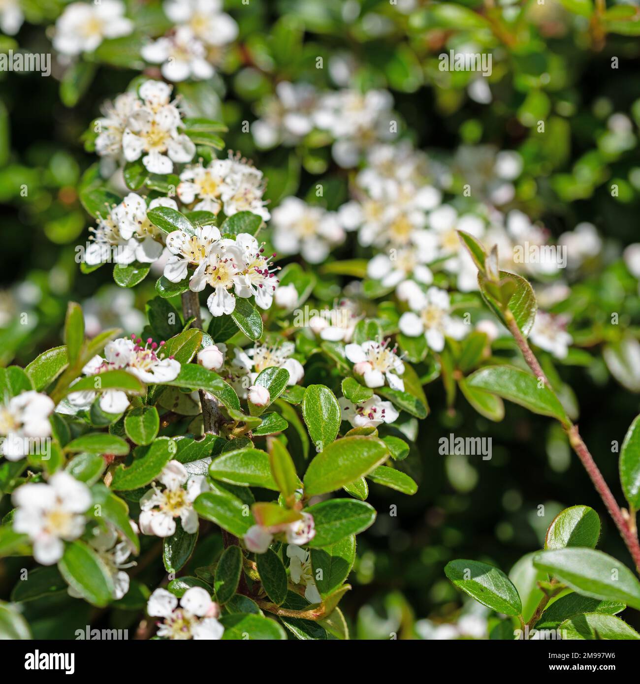 Weiße Blüten des Cotoneasters im Frühjahr Stockfoto
