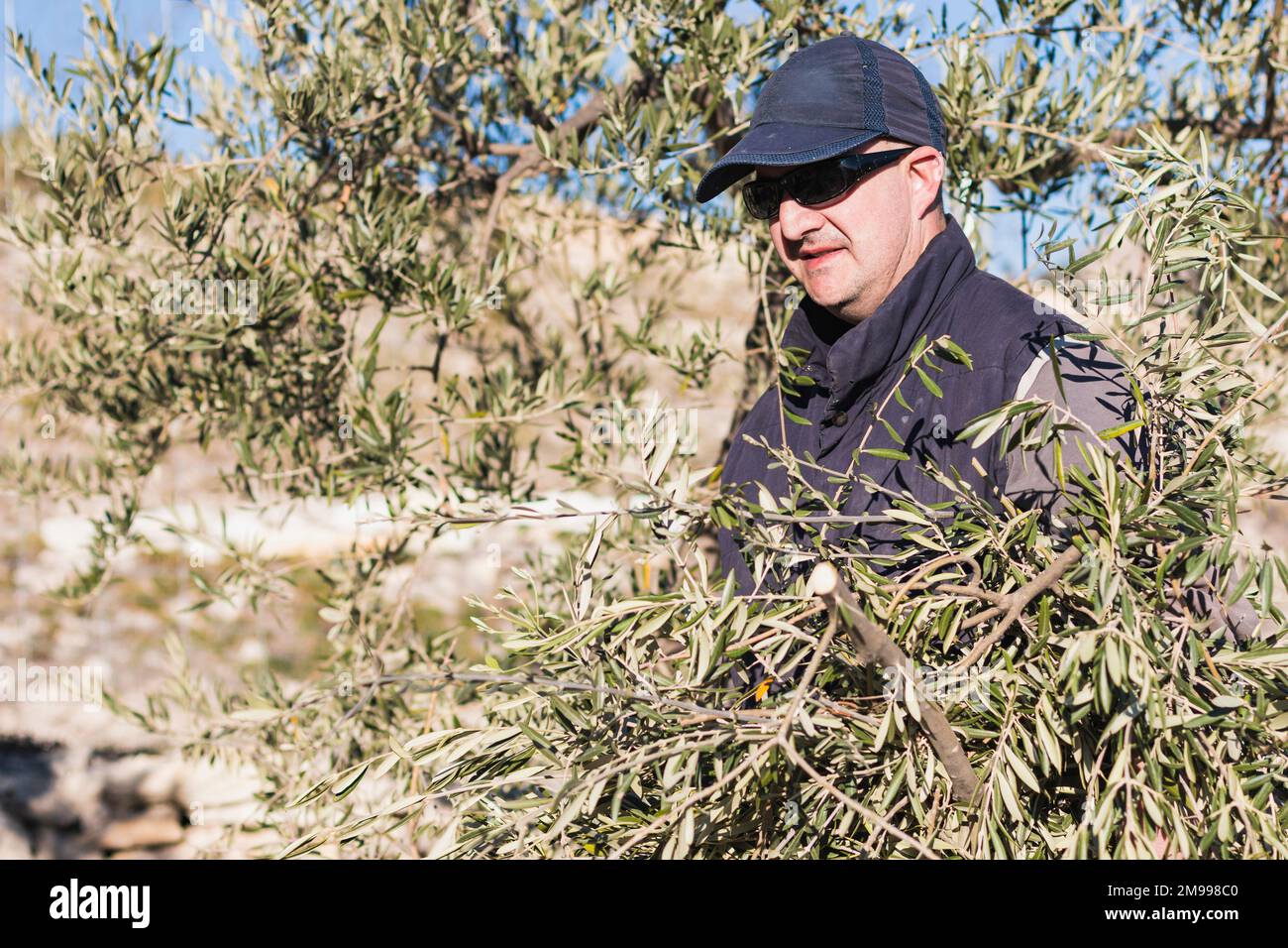 Positiv reifer männlicher Bauer in lässiger Kleidermütze und Sonnenbrille, der während der Erntearbeiten an sonnigen Tagen auf dem Land neben Olivenbäumen steht Stockfoto