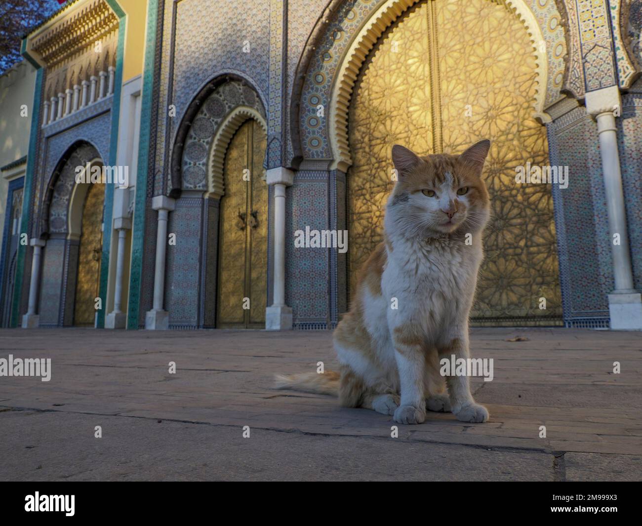Katze vor dem goldenen Tor des Königs von Marokko Palast in Fez Stockfoto