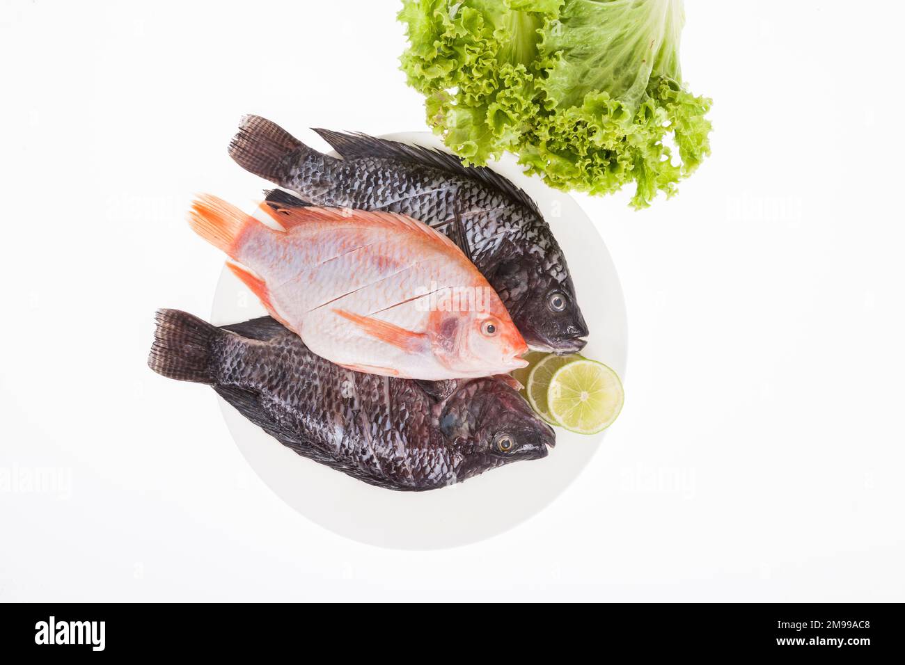Fisch, roter und silberner Mojarra auf weißem Hintergrund. Stockfoto