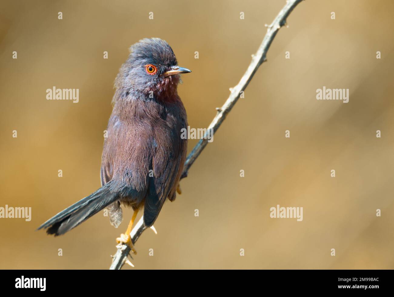 Dartford Warbler, Sylvia undata. Hoch oben auf Einem toten Bramble auf der Alarmstufe für Wettbewerber, Protecting Territory, Hengistbury Head, Großbritannien Stockfoto