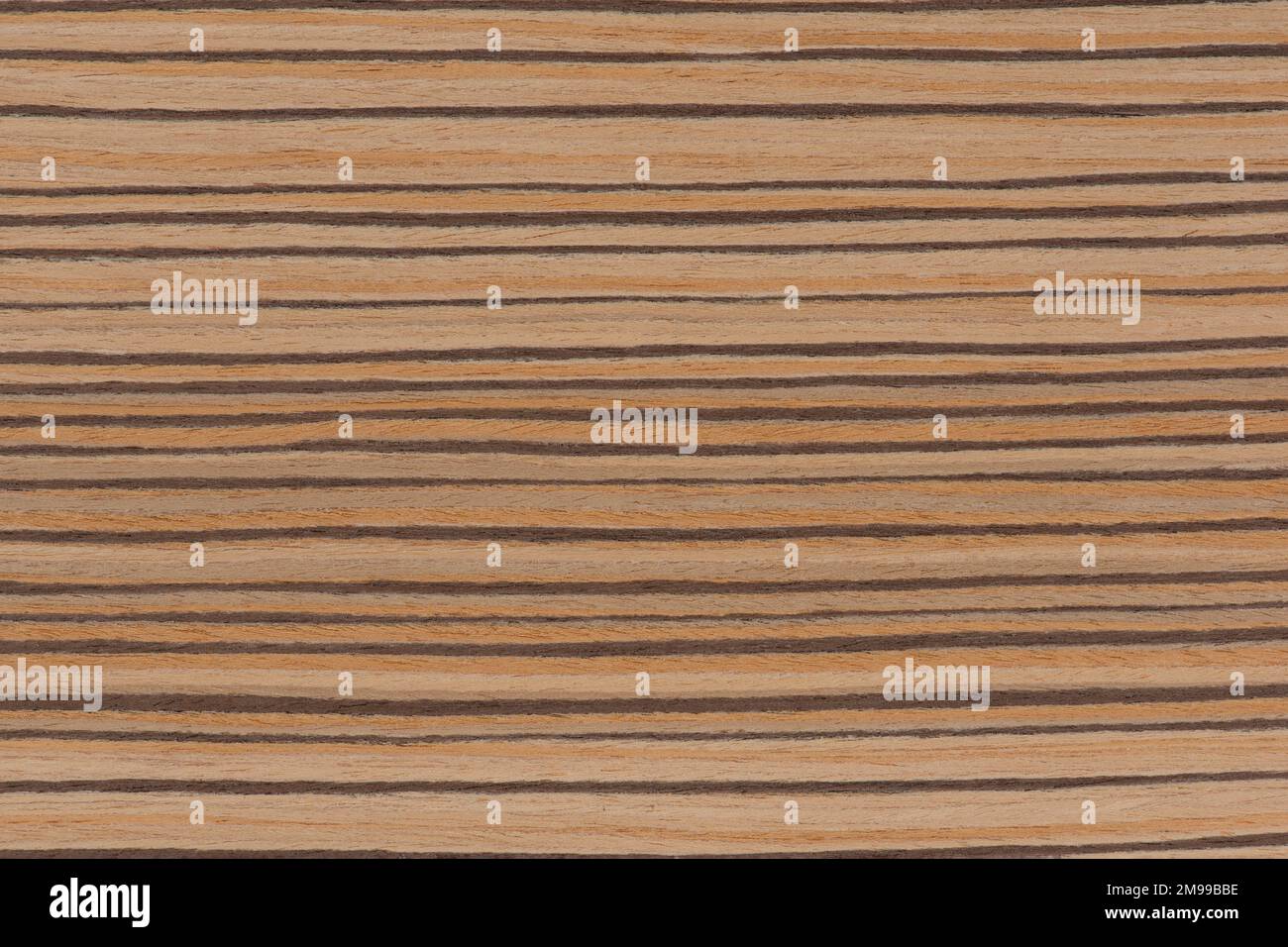 Zebrabaum. Konsistenz von braunem Holz mit horizontalen schwarzen Streifen. Afrikanische Zebrano-Holztextur auf Makro. Foto in sehr hoher Auflösung. Stockfoto