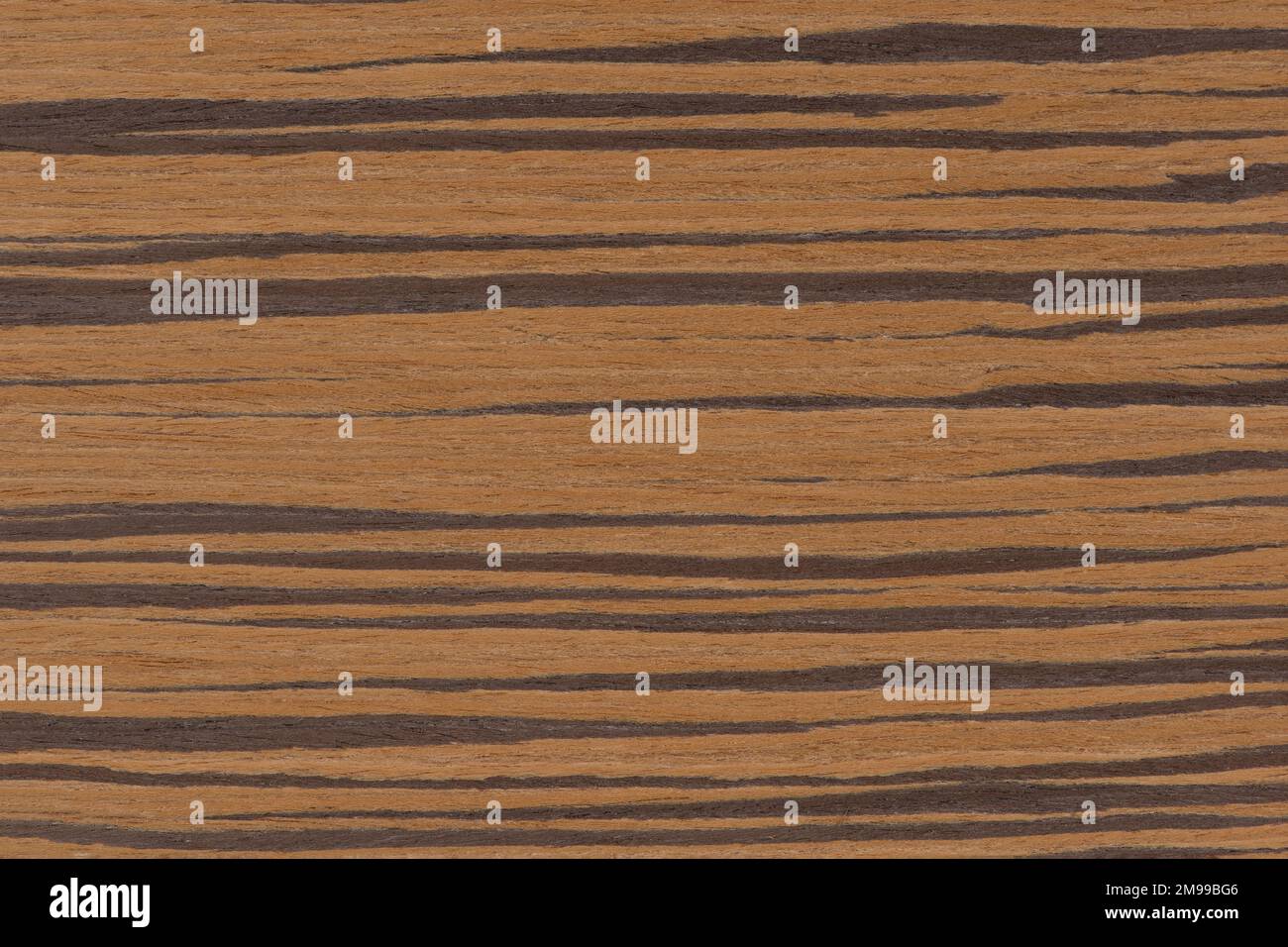 Zebrabaum. Konsistenz von braunem Holz mit horizontalen schwarzen Streifen. Afrikanische Zebrano-Holztextur auf Makro. Foto in sehr hoher Auflösung. Stockfoto