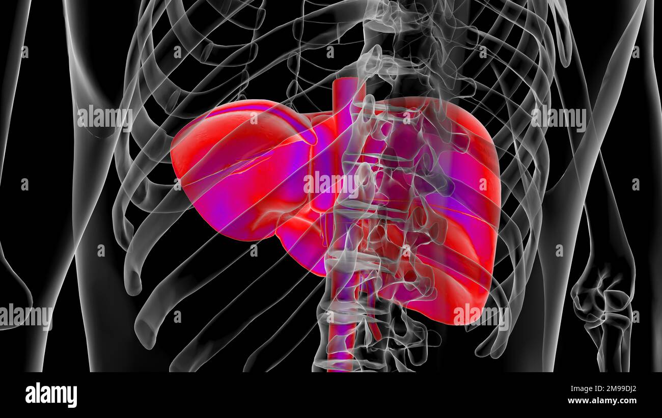 Menschliche Anatomie innere Organe Leberanatomie für medizinisches