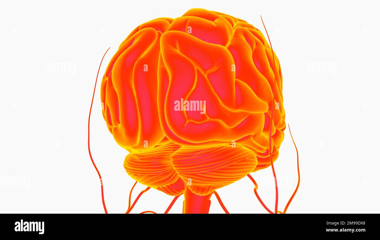 Menschliche Hirnanatomie für die medizinische Konzeptdarstellung 3D Stockfoto