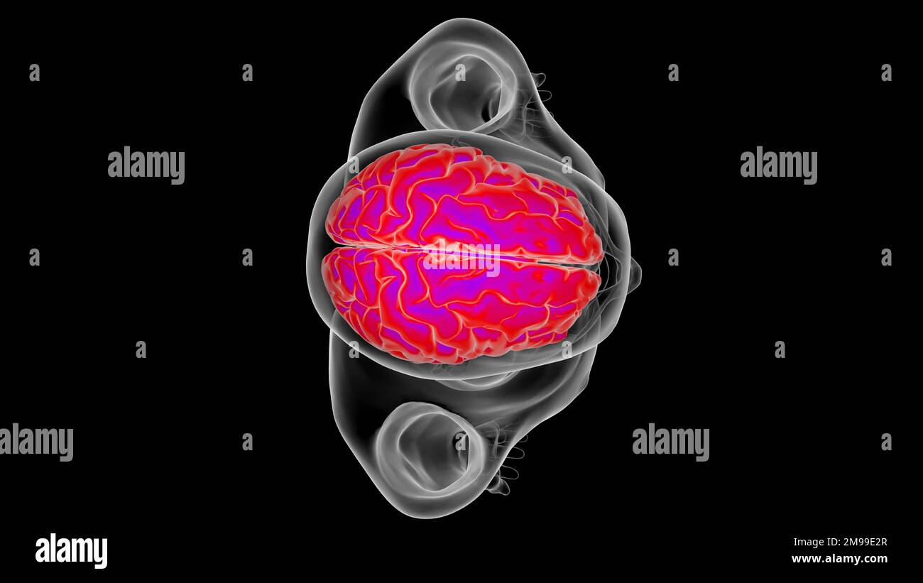 Menschliche Hirnanatomie für die medizinische Konzeptdarstellung 3D Stockfoto
