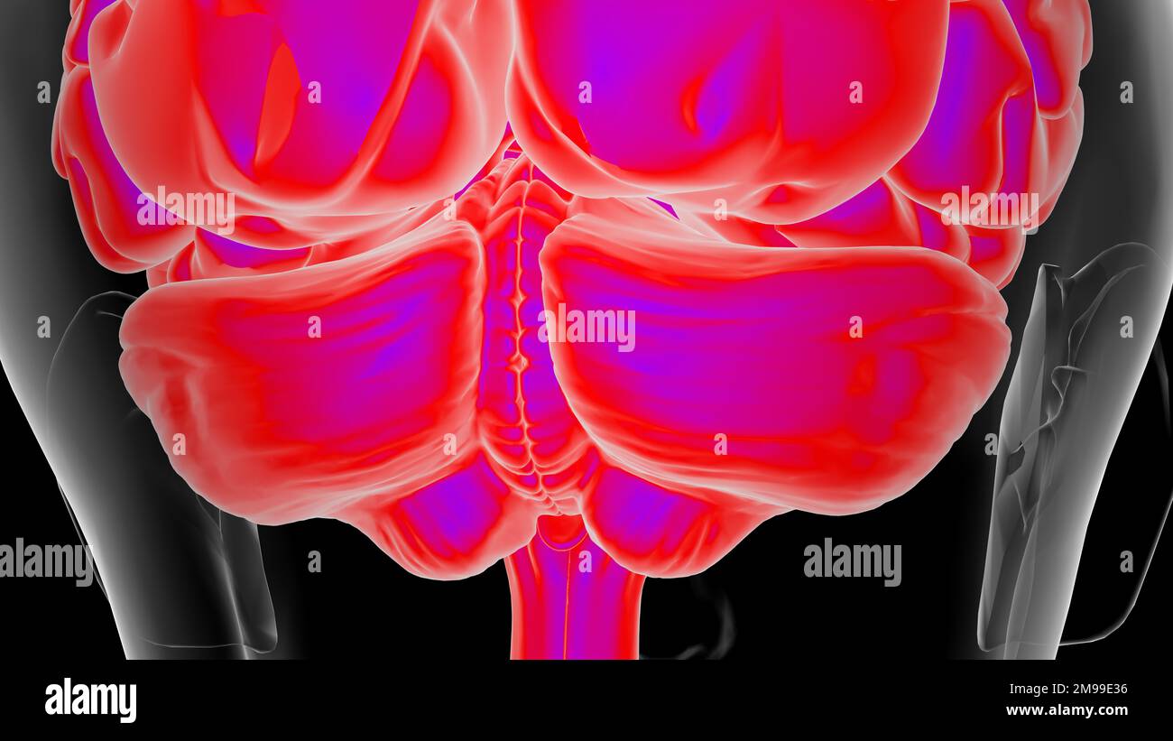 Menschliche Hirnanatomie für die medizinische Konzeptdarstellung 3D Stockfoto