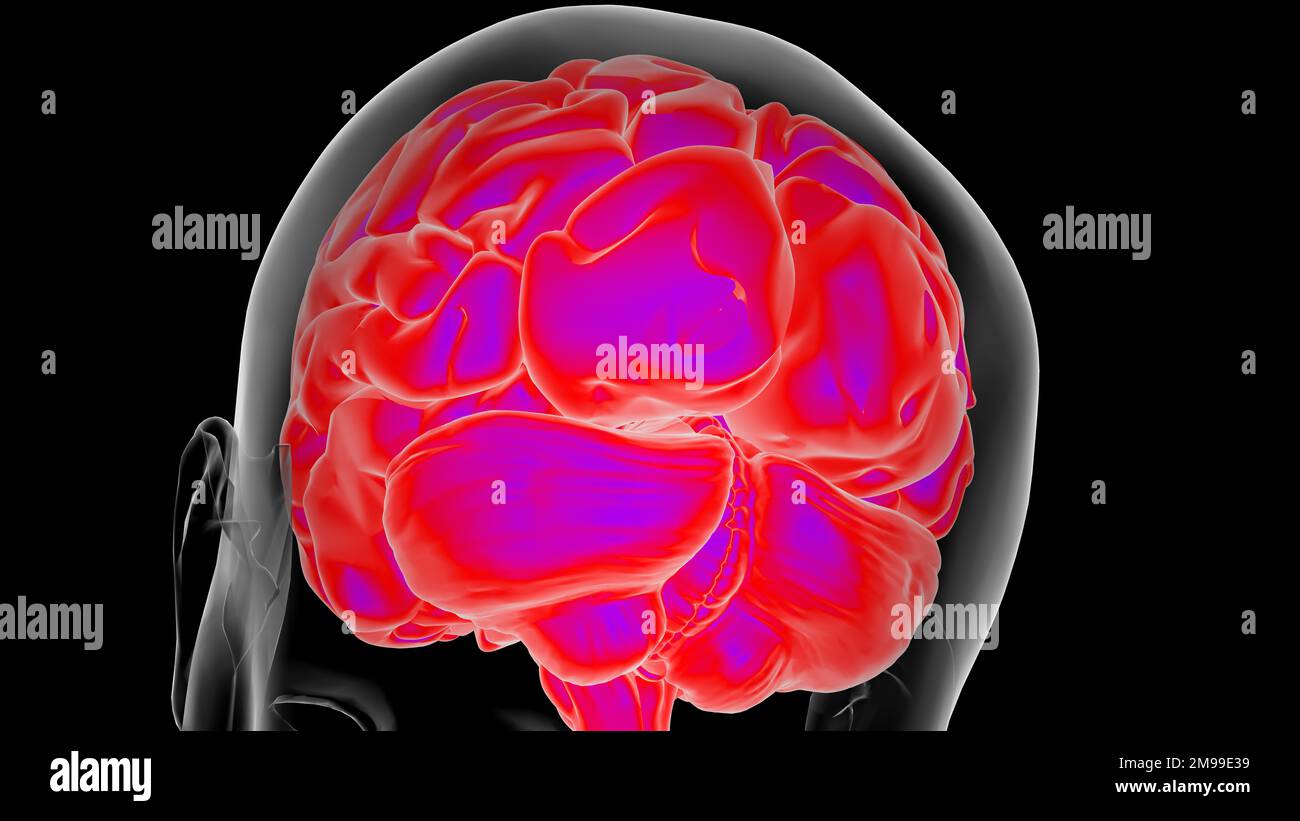 Menschliche Hirnanatomie für die medizinische Konzeptdarstellung 3D Stockfoto