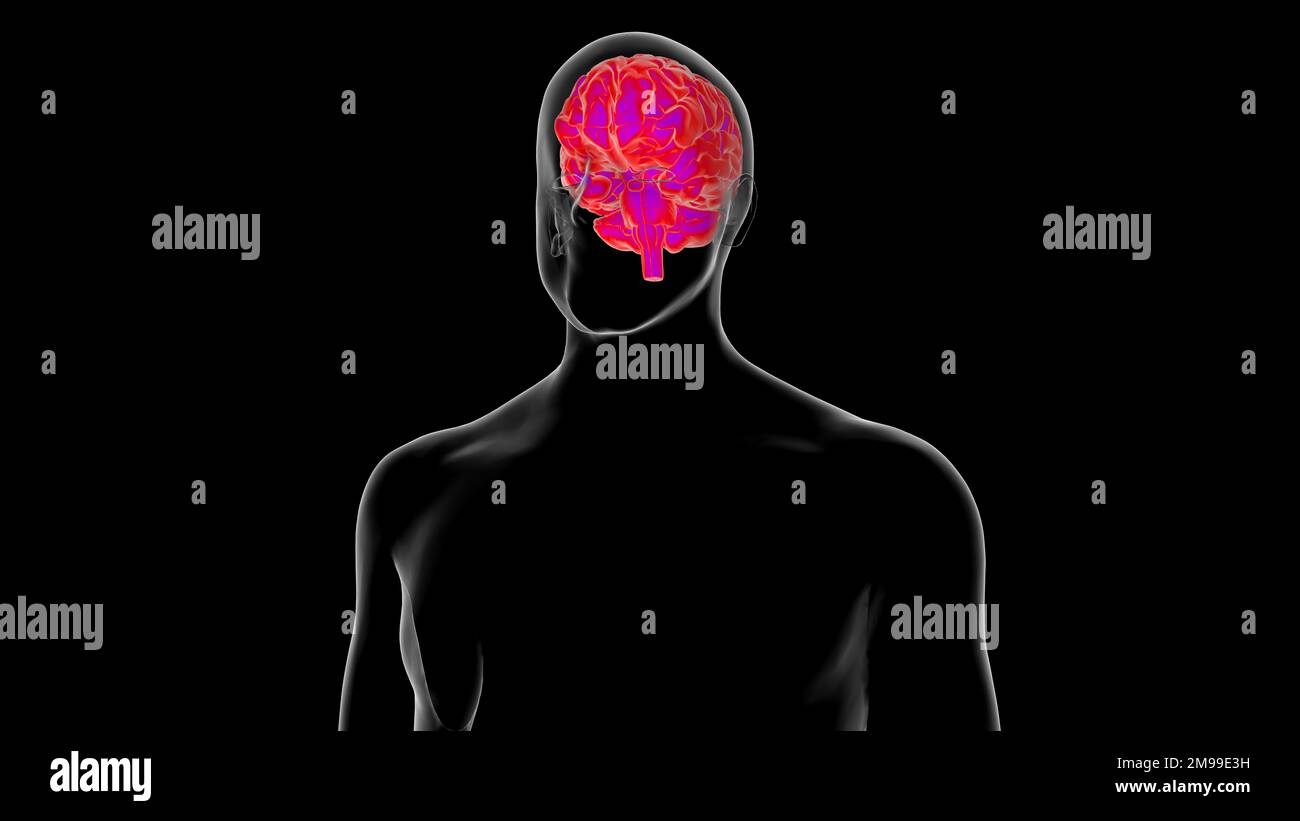 Menschliche Hirnanatomie für die medizinische Konzeptdarstellung 3D Stockfoto