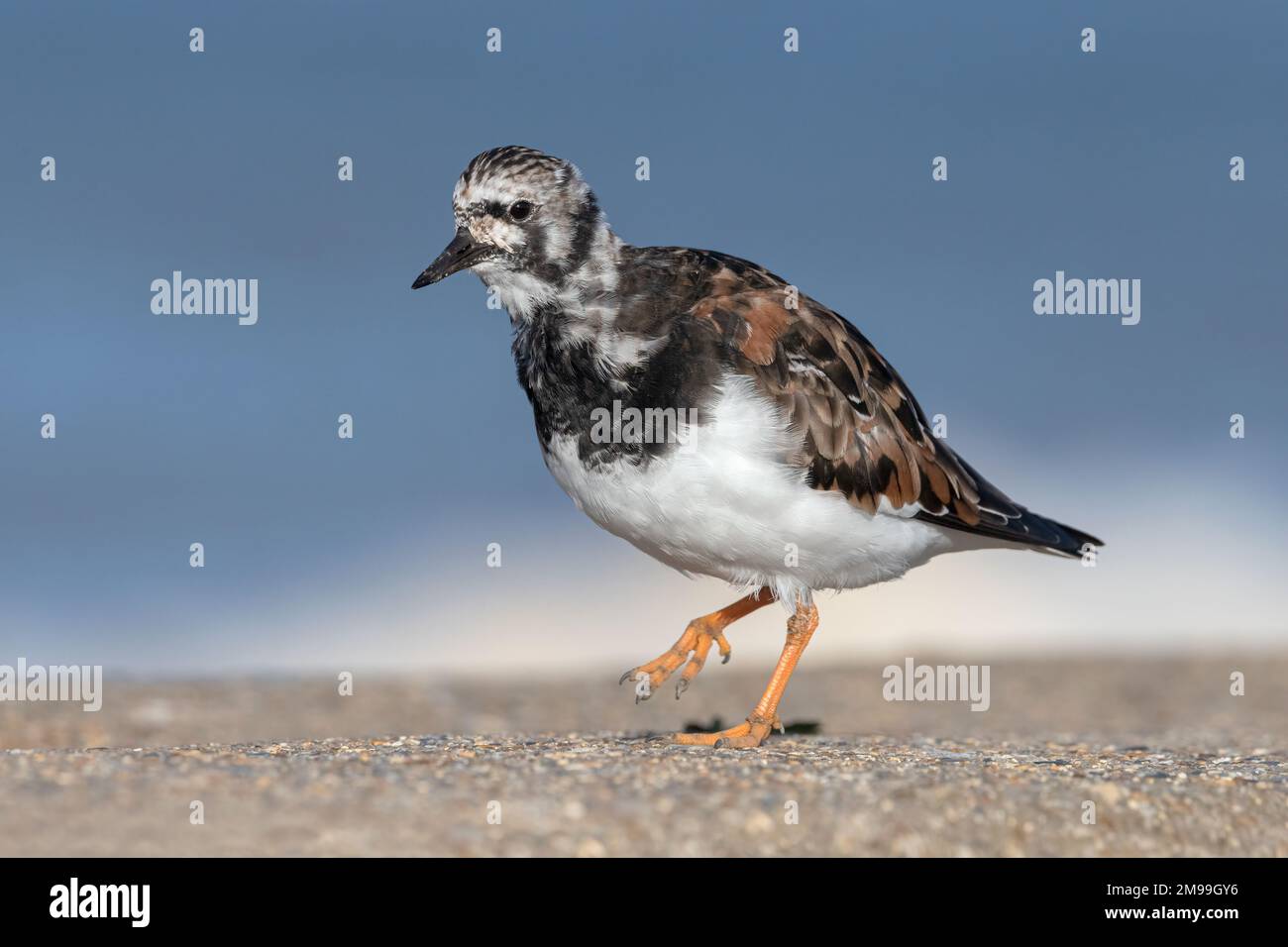 Turnstone, Ruddy Turnstone, Arenaria interprres adulter Zuchtfedervogel an der Meereswand Norfolk April Stockfoto