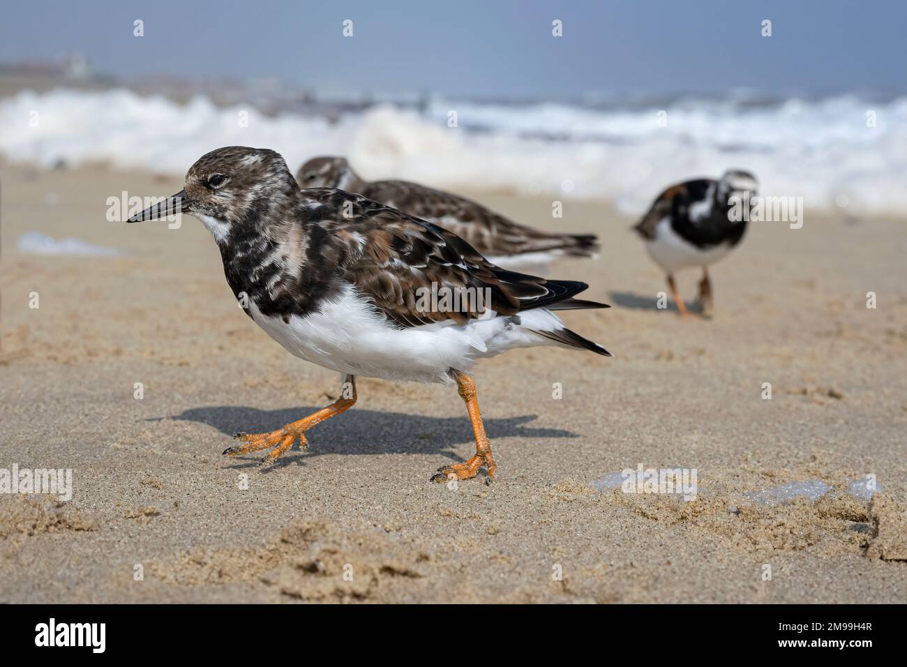Turnstone, Ruddy Turnstone, Arenaria interprres Adult non Breeding plumage Bird Running on a Stormy Beach Norfolk April Stockfoto