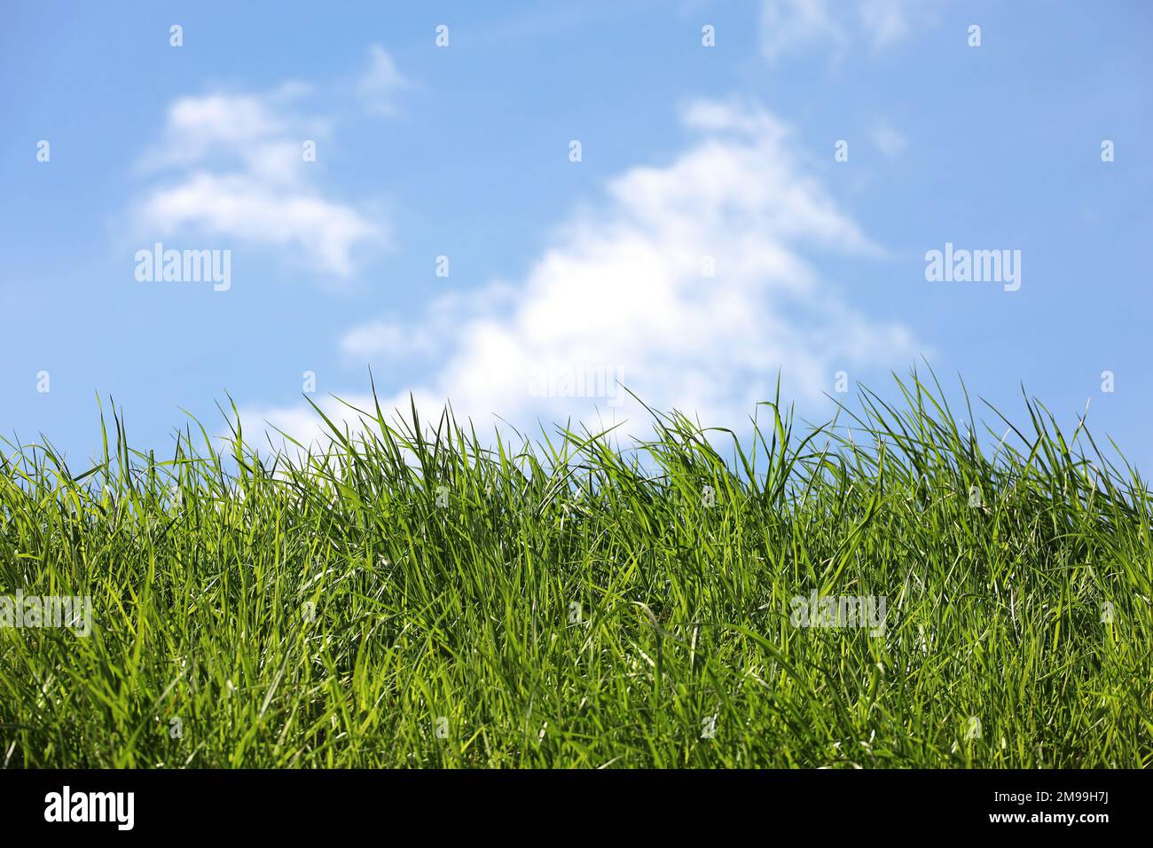 Frisches grünes Gras auf blauem Himmel und weißen Wolken. Grüne Natur, Ökologiekonzept Stockfoto