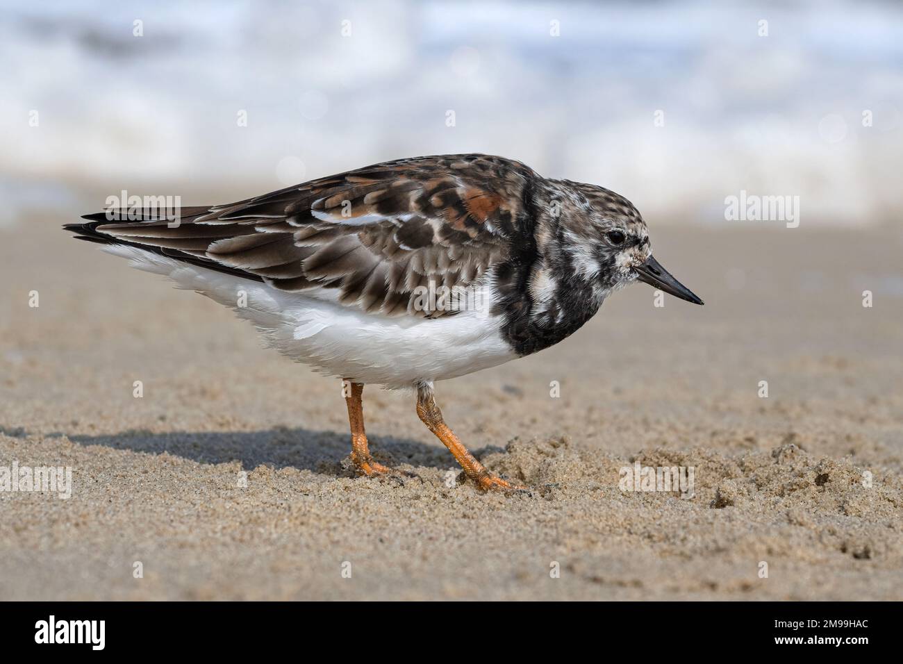 Turnstone, Ruddy Turnstone, Arenaria interprres Erwachsener ohne Zucht Gefieder steht an einem stürmischen Strand Norfolk April Stockfoto