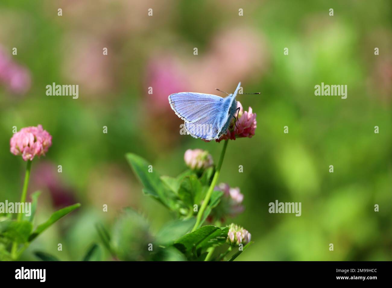 Blauer Schmetterling auf Kleeblumen aus nächster Nähe. Polyommatus ikarus auf grüner Sommerwiese Stockfoto