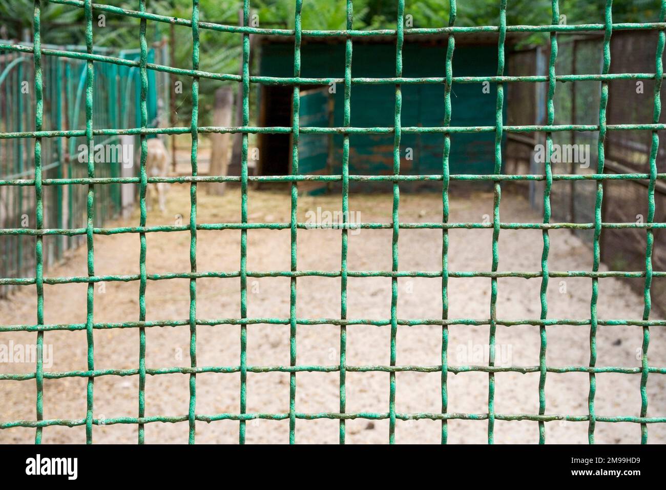 Käfigzäunung im Zoo in Form eines Gitters Stockfoto