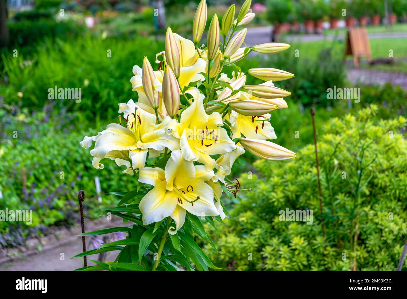 Lilium regale blüht mit wunderschönen gelben Blumen, Vácrátót, Ungarn Stockfoto