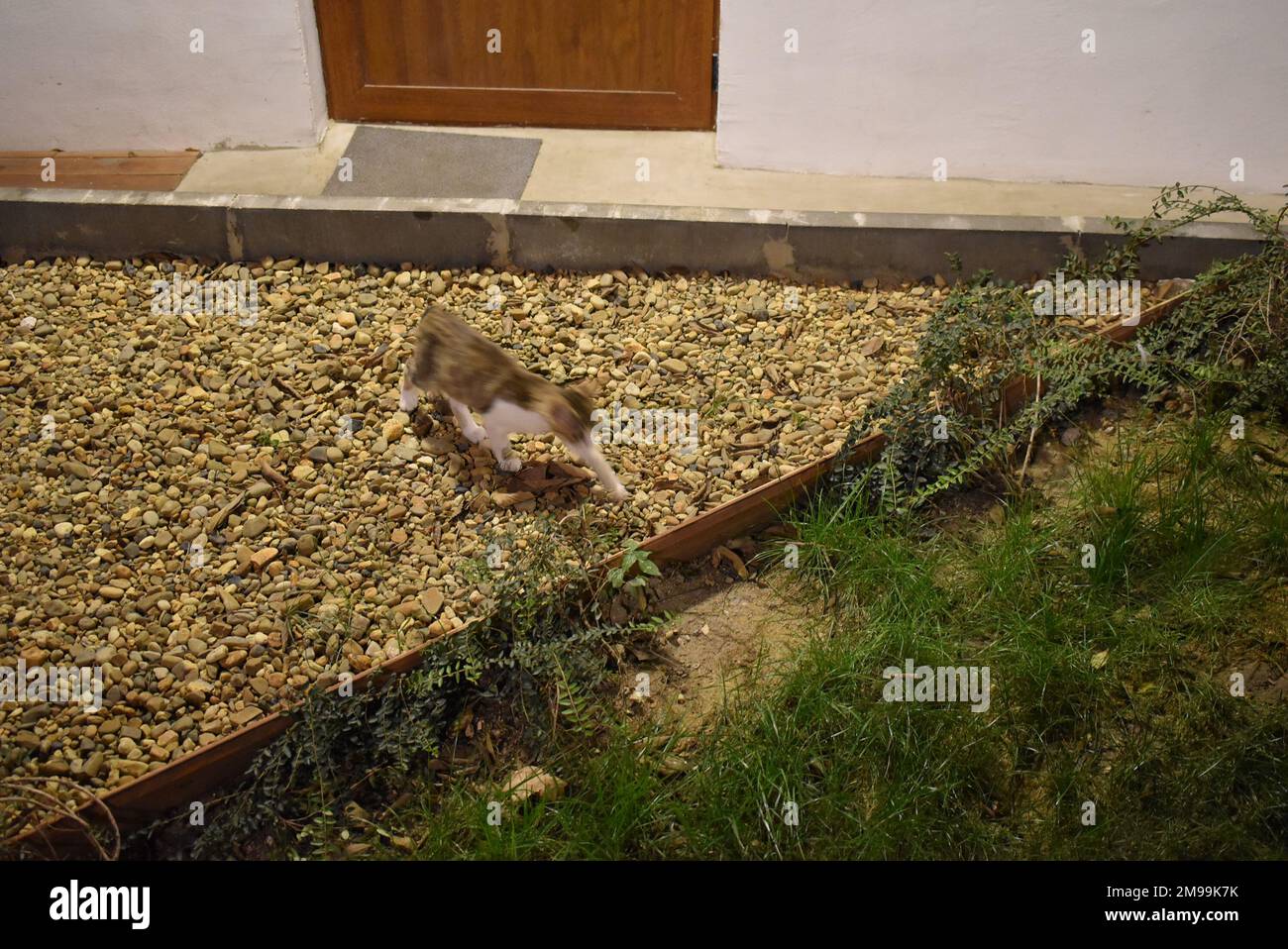 Katze neben dem Baum im Sea Garden in Varna. Stockfoto