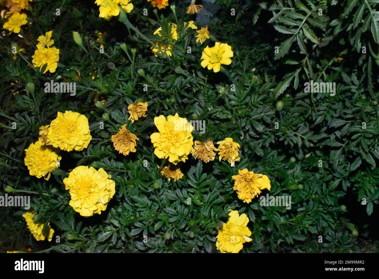 Gelbe Blume im Sea Garden in Varna. Stockfoto