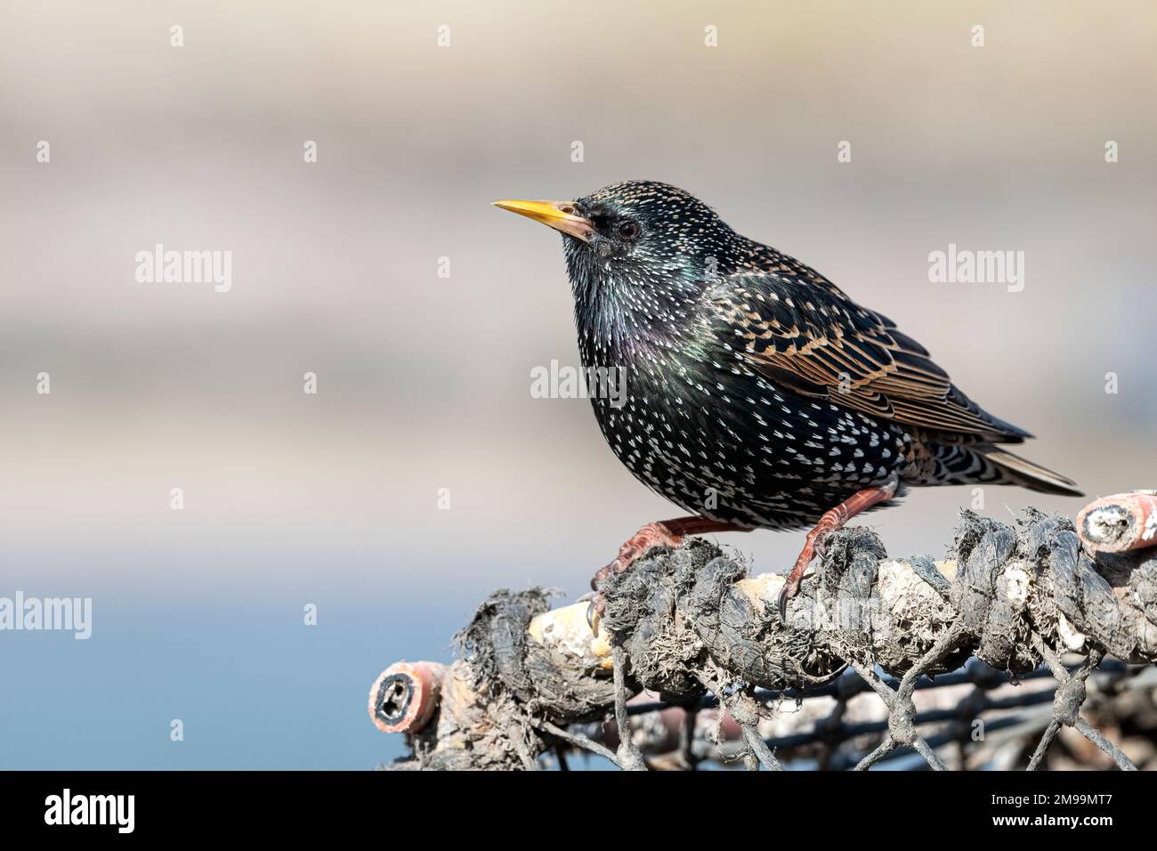 Starling, Sturnus vulgaris, Zuchtrücken auf Krabbentöpfen, Amble Harbour, Northumberland, März Stockfoto
