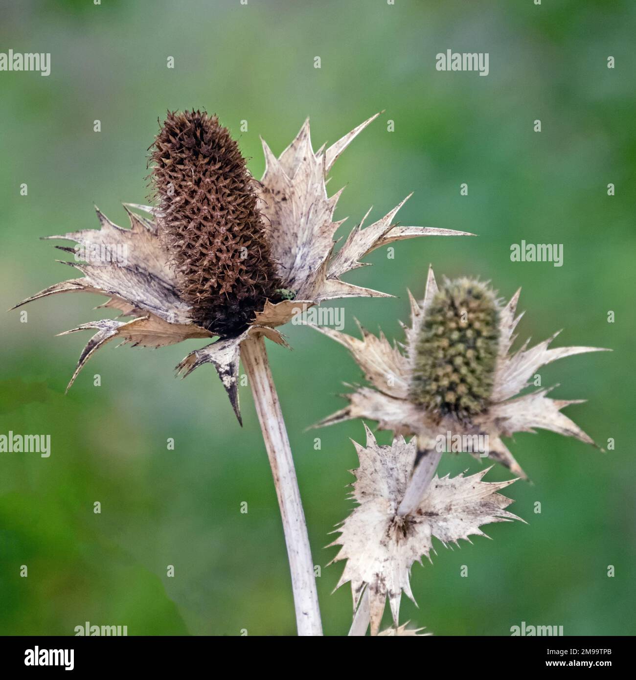Nahaufnahme des Saatguts einer verblassten wilden Kardone (Dipsacus fullonum) Stockfoto