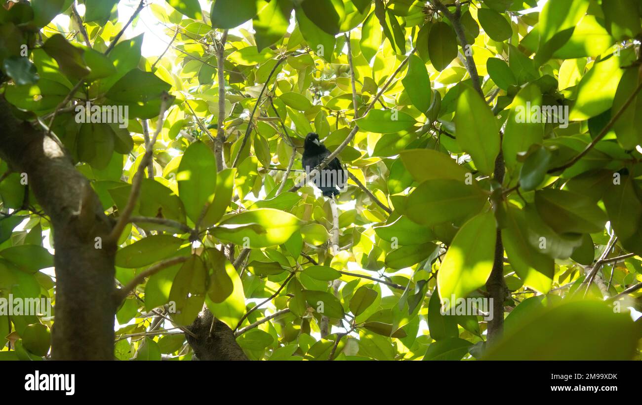 Freier Vogel Stockfoto