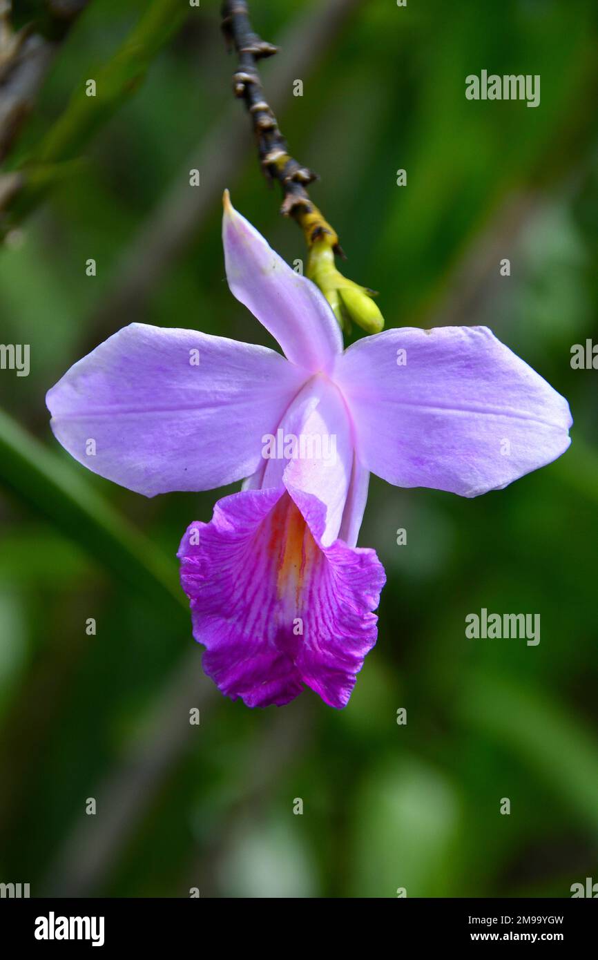 Cattleya Orchid, Bali Botanic Garden, Bedugul, Bali, Indonesien, Asien Stockfoto