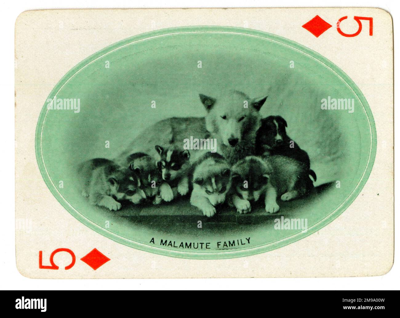 Eine Malamute-Familie, Alaska Yukon Pacific Exposition, Seattle, Play Cards 1909 Stockfoto