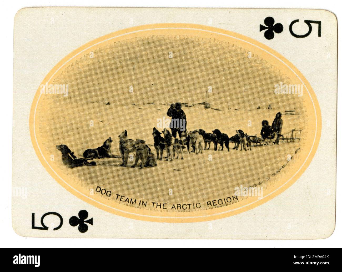 Hundeteam in der Arktis, Alaska Yukon Pacific Exposition, Seattle, USA. Stockfoto