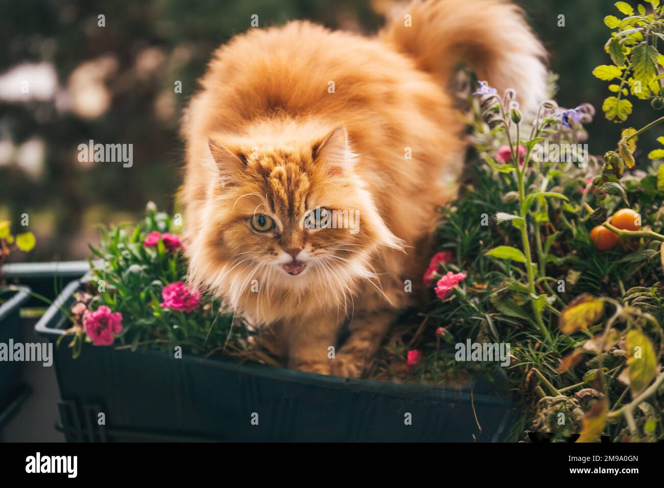 Rote flauschige Katze auf dem Balkon mit Geraniumblumen Stockfoto