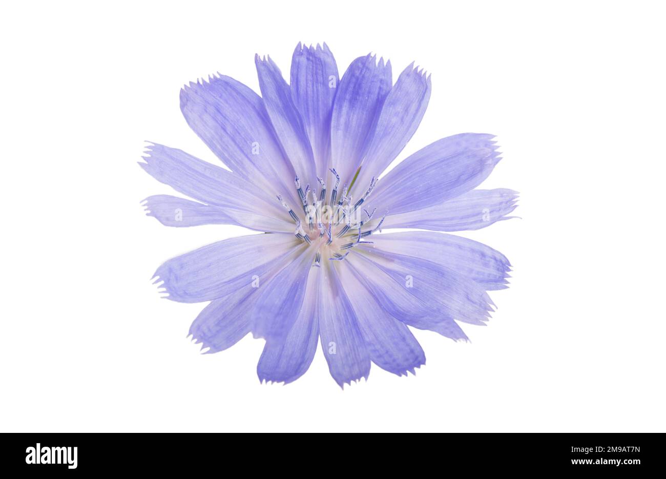 Cichorium intybus - gemeinsame Chicorée Blumen auf weißem Hintergrund Stockfoto