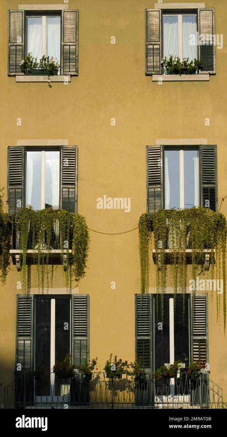 Teil eines gelben Gebäudes mit 6 Fenstern, die mit Pflanzen und Blumen dekoriert sind. Stockfoto