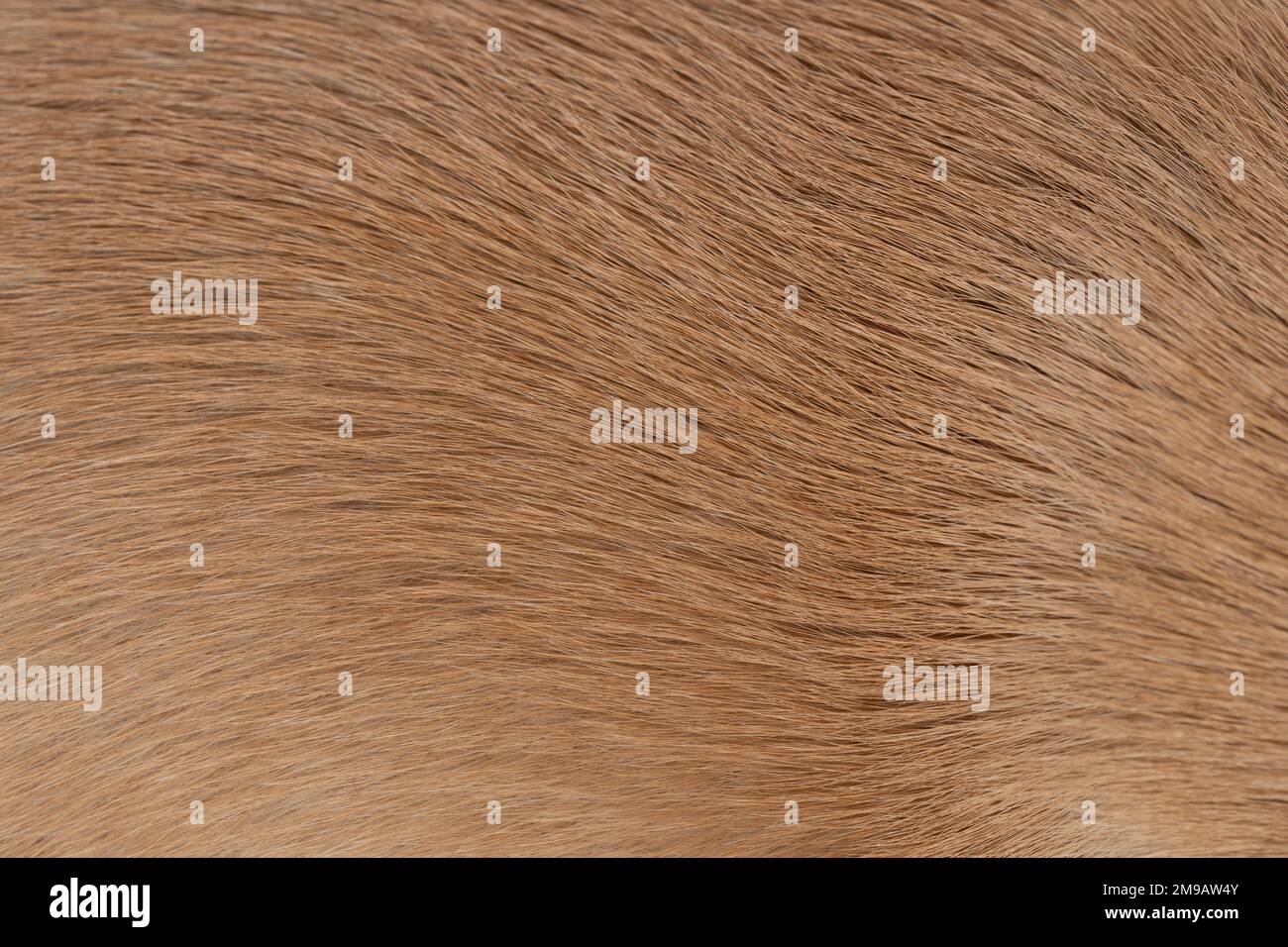 Braunes wellenförmiges Tierhaar-Fell – Makroansicht im Hintergrund Stockfoto