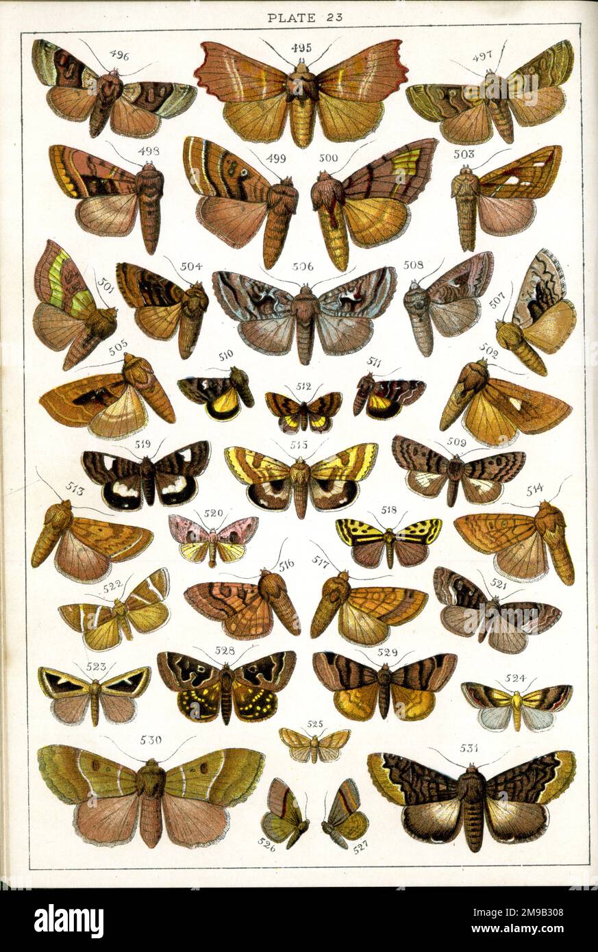Schmetterlinge und Motten, Plate 23, Noctuae, Plusiadae. Stockfoto
