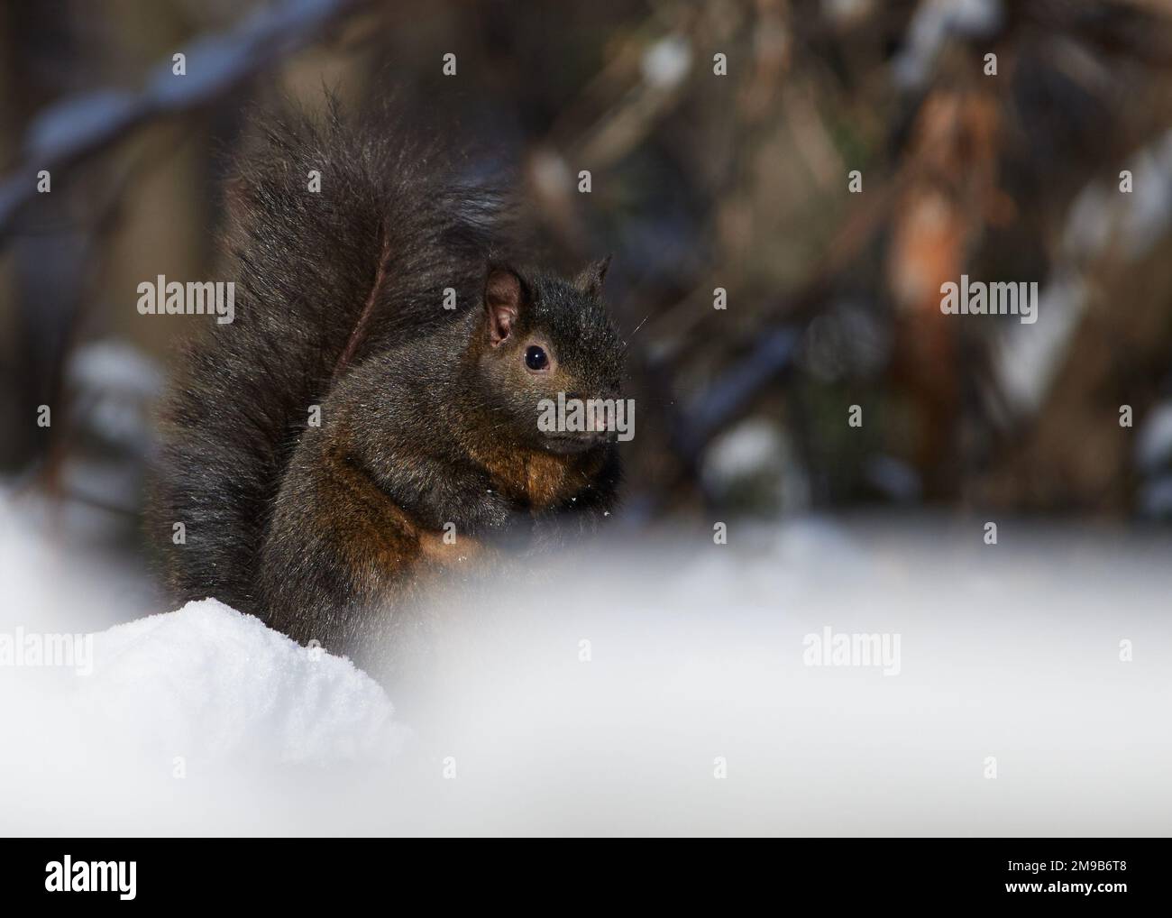 Ein Eichhörnchen, das an einem kalten Wintertag im Schnee sitzt. Stockfoto