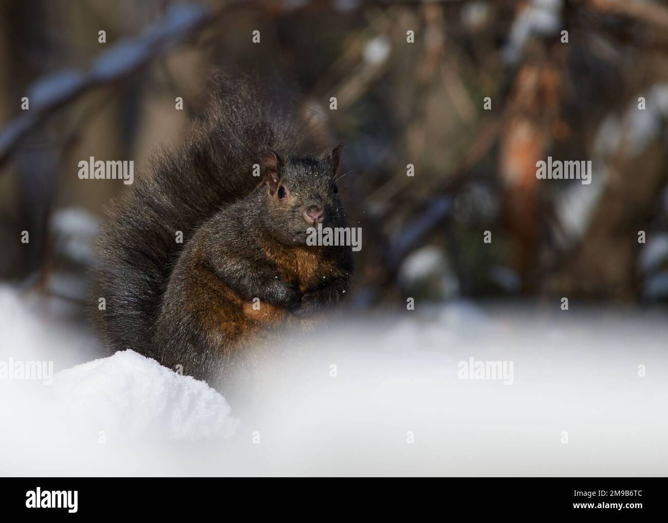 Ein Eichhörnchen, das an einem kalten Wintertag im Schnee sitzt. Stockfoto
