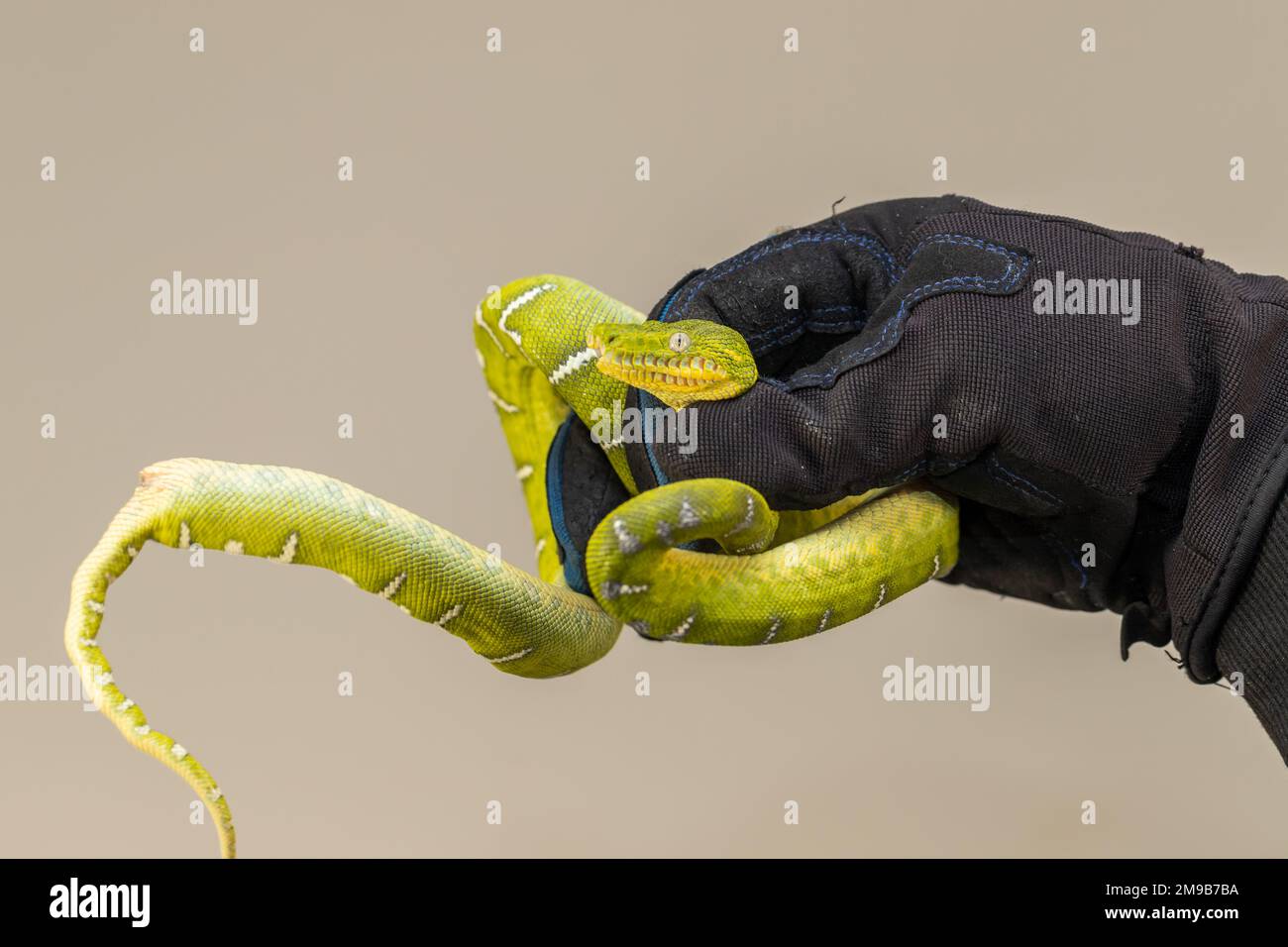 Corallus caninus - grüne Schlange, die zu einem Ball zusammengerollt ist. Stockfoto