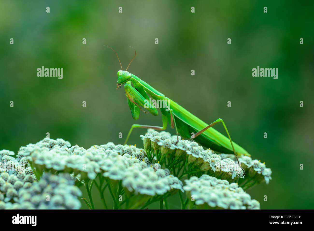 Mantis - Mantis religiosa grünes Tier, das auf einem Grashalm auf einer Wiese sitzt. Stockfoto