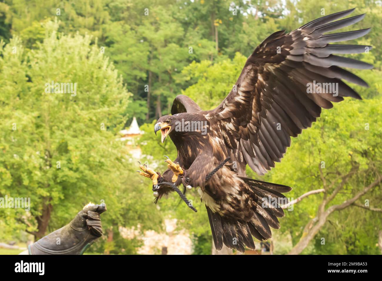 Porträt eines jungen Weißkopfadlers mit offenem Schnabel Stockfoto
