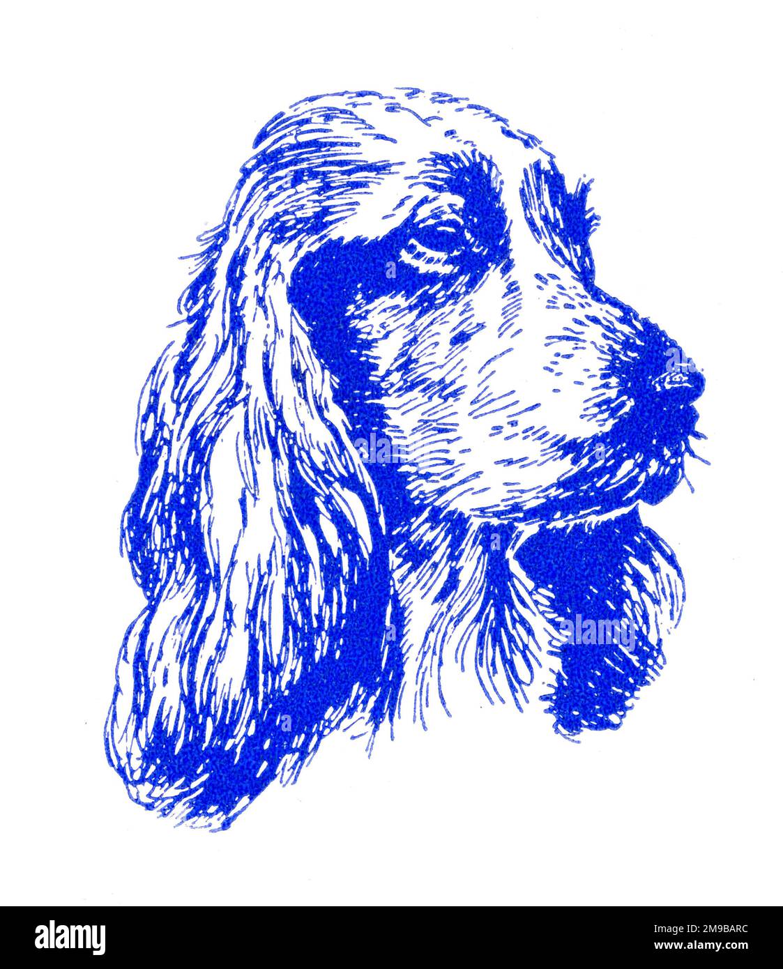 Spaniels Kopf - 1950er Druckerblock Stockfoto