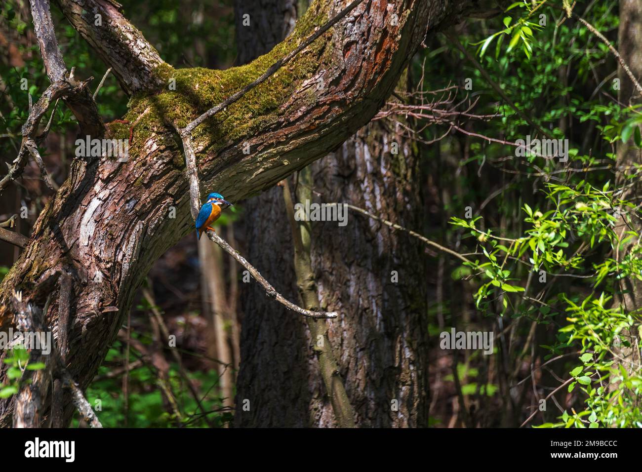 Schöner farbenfroher Vogel Eisvögel, der auf einem Ast sitzt. Seine Federfarbe ist blau und orange. Wildes Foto Stockfoto