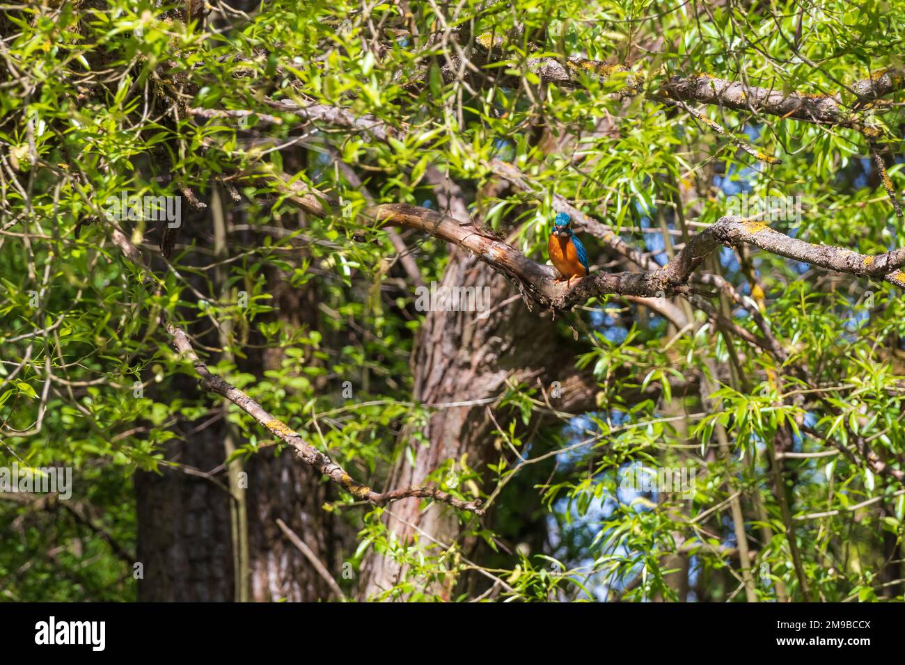 Schöner farbenfroher Vogel Eisvögel, der auf einem Ast sitzt. Seine Federfarbe ist blau und orange. Wildes Foto Stockfoto