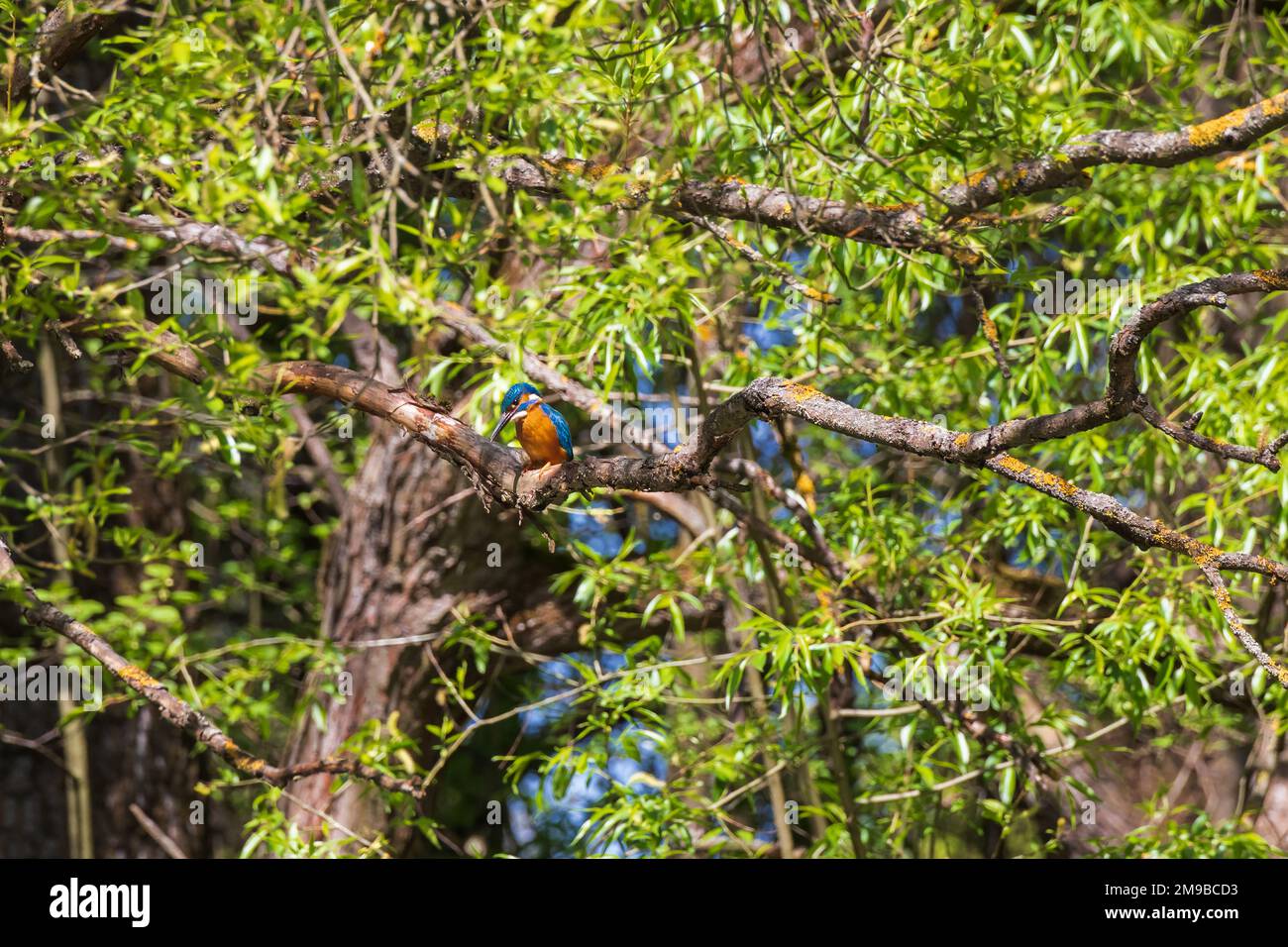 Schöner farbenfroher Vogel Eisvögel, der auf einem Ast sitzt. Seine Federfarbe ist blau und orange. Wildes Foto Stockfoto