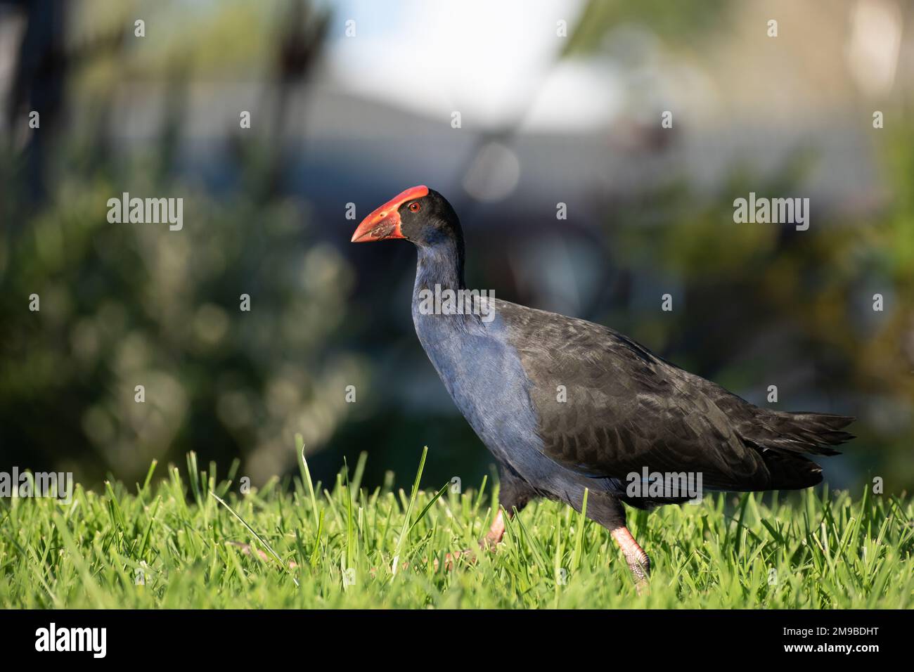 Pukeko einheimischer Vogel aus Neuseeland beim Futtersuche im Gras Stockfoto