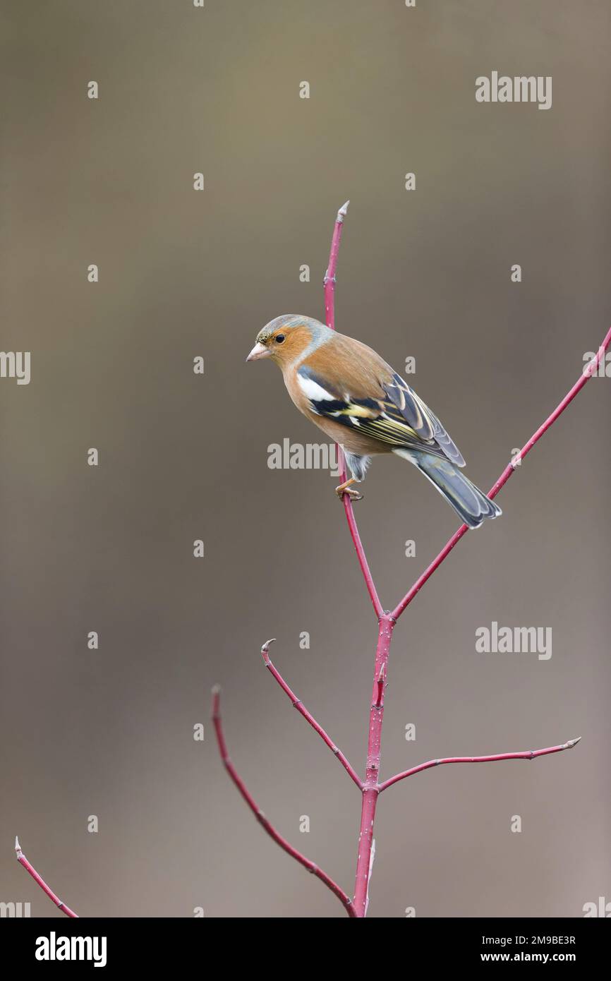 Fringilla Coelebs, männlicher Erwachsener, hoch oben auf dem Dogwood Zweig, Suffolk, England, Januar Stockfoto
