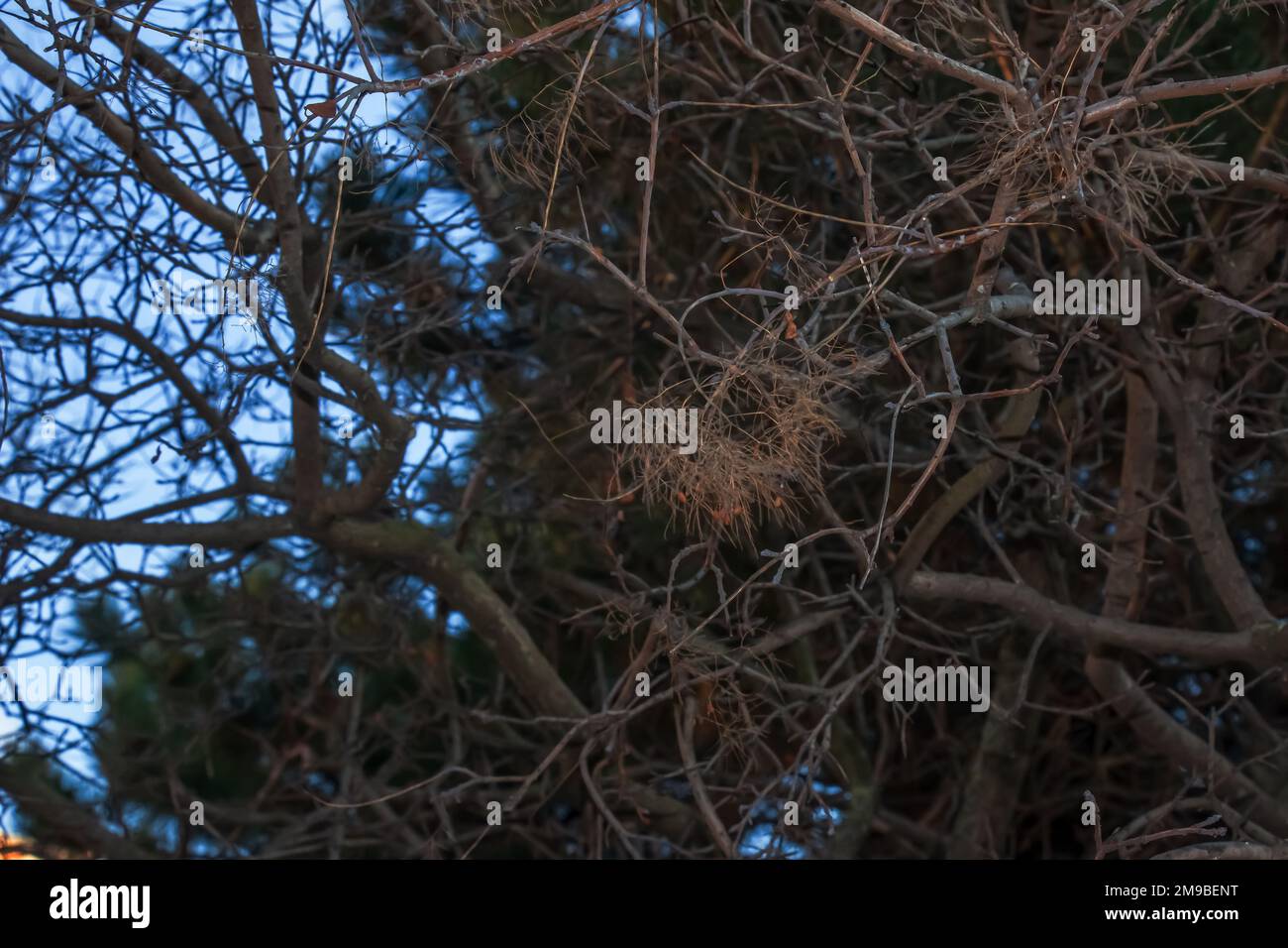 Cotinus coggygria oder Rhus cotinus Junges weibliches Europäisches oder eurasisches Rauchen, rauchiger Baum, rauchiger Strauch im Winter. Stockfoto Cotinus coggygria oder Rhus cotinus Junges weibliches Europäisches oder eurasisches Rauchen, rauchiger Baum, rauchiger Strauch im Winter. Stockfoto