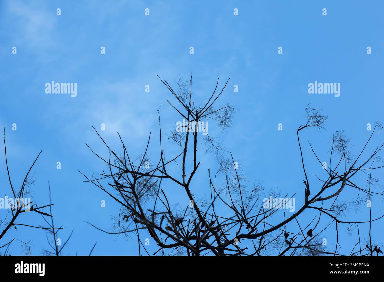 Cotinus coggygria oder Rhus cotinus Junges weibliches Europäisches oder eurasisches Rauchen, rauchiger Baum, rauchiger Strauch im Winter. Stockfoto Cotinus coggygria oder Rhus cotinus Junges weibliches Europäisches oder eurasisches Rauchen, rauchiger Baum, rauchiger Strauch im Winter. Stockfoto