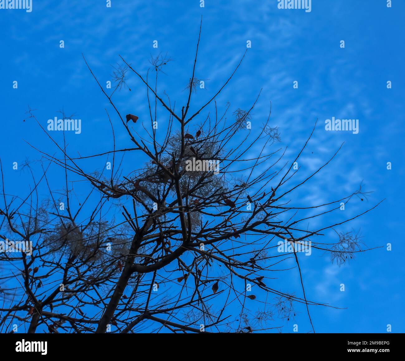 Cotinus coggygria oder Rhus cotinus Junges weibliches Europäisches oder eurasisches Rauchen, rauchiger Baum, rauchiger Strauch im Winter. Stockfoto Cotinus coggygria oder Rhus cotinus Junges weibliches Europäisches oder eurasisches Rauchen, rauchiger Baum, rauchiger Strauch im Winter. Stockfoto